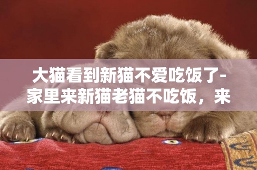 大貓看到新貓不愛吃飯了-家里來新貓老貓不吃飯，來了新貓老貓不吃飯，這是為什么？怎么能讓老貓吃飯？？