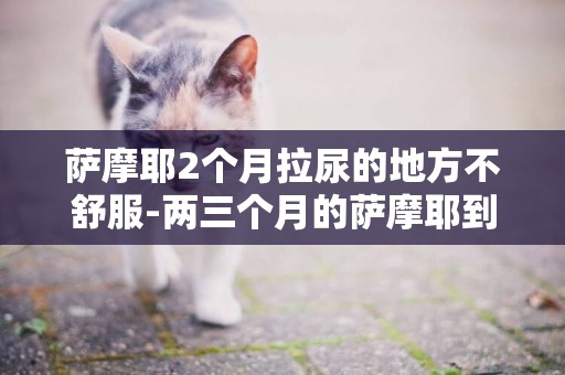 薩摩耶2個月拉尿的地方不舒服-兩三個月的薩摩耶到處拉尿怎么辦？