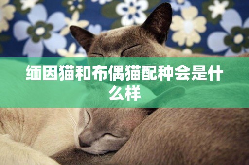 緬因貓和布偶貓配種會是什么樣