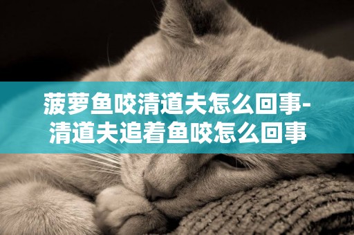 菠蘿魚咬清道夫怎么回事-清道夫追著魚咬怎么回事