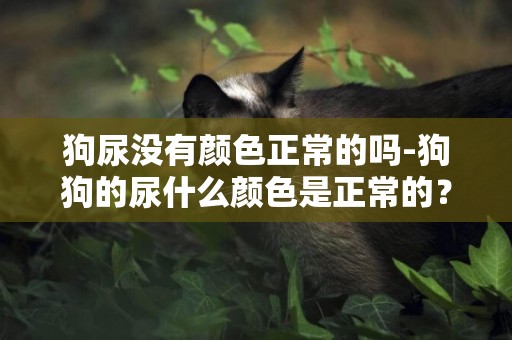 狗尿沒有顏色正常的嗎-狗狗的尿什么顏色是正常的？