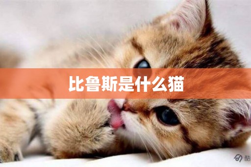 比魯斯是什么貓
