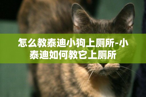 怎么教泰迪小狗上廁所-小泰迪如何教它上廁所
