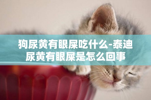狗尿黃有眼屎吃什么-泰迪尿黃有眼屎是怎么回事