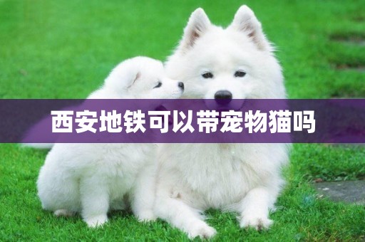 西安地鐵可以帶寵物貓嗎
