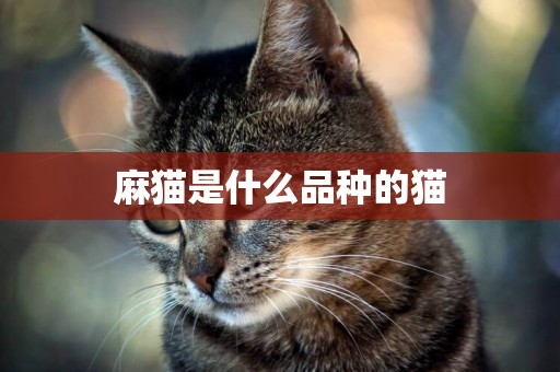 麻貓是什么品種的貓