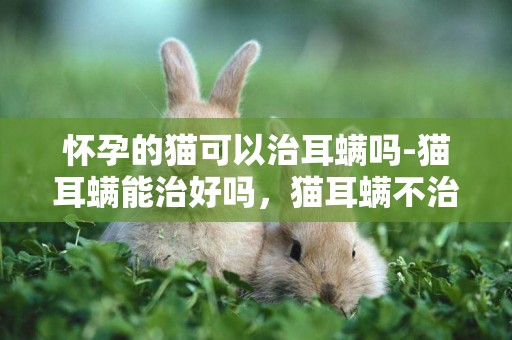 懷孕的貓可以治耳螨嗎-貓耳螨能治好嗎，貓耳螨不治療會怎么樣