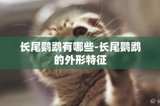 長尾鸚鵡有哪些-長尾鸚鵡的外形特征