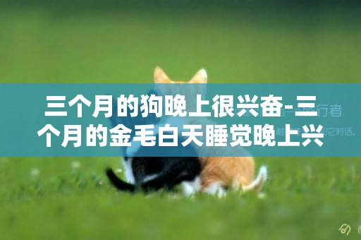 三個月的狗晚上很興奮-三個月的金毛白天睡覺晚上興奮