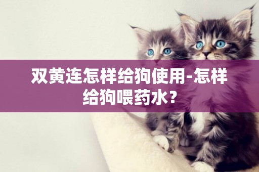 雙黃連怎樣給狗使用-怎樣給狗喂藥水？