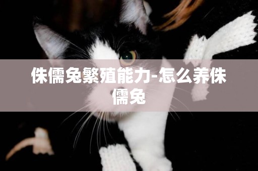 侏儒兔繁殖能力-怎么養侏儒兔