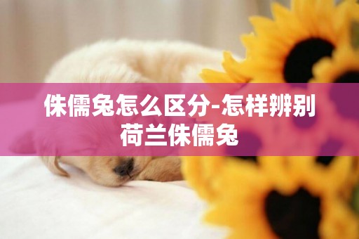 侏儒兔怎么區分-怎樣辨別荷蘭侏儒兔