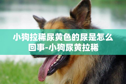 小狗拉稀尿黃色的尿是怎么回事-小狗尿黃拉稀