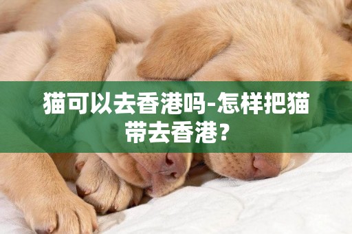 貓可以去香港嗎-怎樣把貓帶去香港？