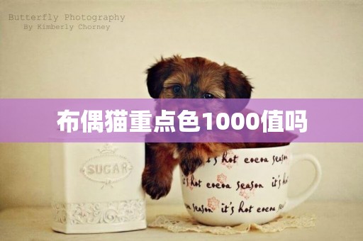 布偶貓重點色1000值嗎