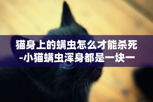 貓身上的螨蟲怎么才能殺死-小貓螨蟲渾身都是一塊一塊的怎么治療