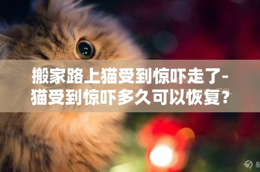 搬家路上貓受到驚嚇走了-貓受到驚嚇多久可以恢復？