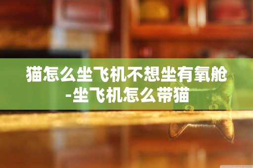 貓怎么坐飛機不想坐有氧艙-坐飛機怎么帶貓