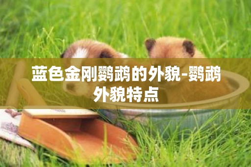 藍色金剛鸚鵡的外貌-鸚鵡外貌特點