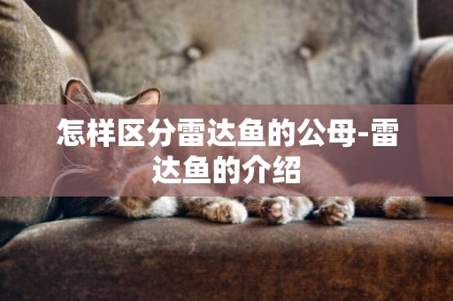 怎樣區分雷達魚的公母-雷達魚的介紹