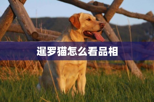 暹羅貓怎么看品相