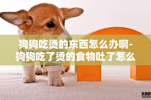 狗狗吃燙的東西怎么辦啊-狗狗吃了燙的食物吐了怎么辦