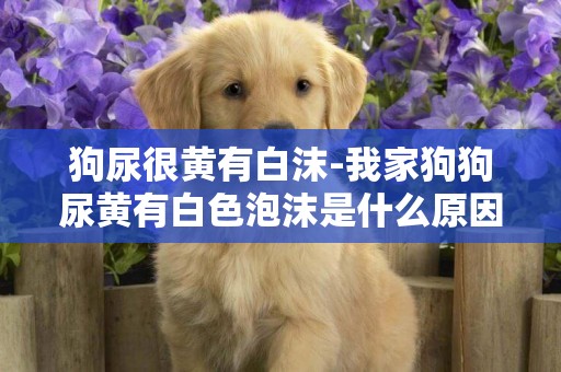 狗尿很黃有白沫-我家狗狗尿黃有白色泡沫是什么原因？