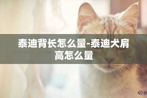 泰迪背長怎么量-泰迪犬肩高怎么量