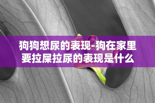 狗狗想尿的表現-狗在家里要拉屎拉尿的表現是什么