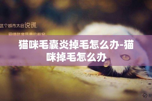 貓咪毛囊炎掉毛怎么辦-貓咪掉毛怎么辦