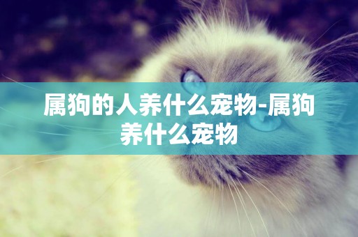屬狗的人養什么寵物-屬狗養什么寵物