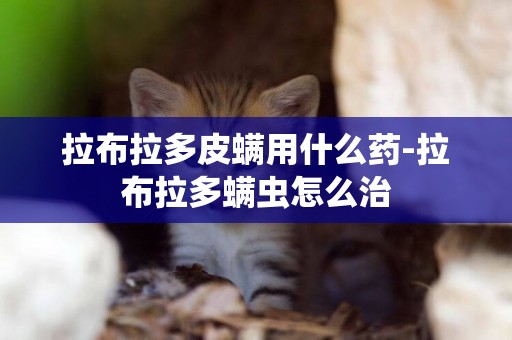 拉布拉多皮螨用什么藥-拉布拉多螨蟲怎么治