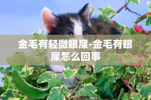金毛有輕微眼屎-金毛有眼屎怎么回事