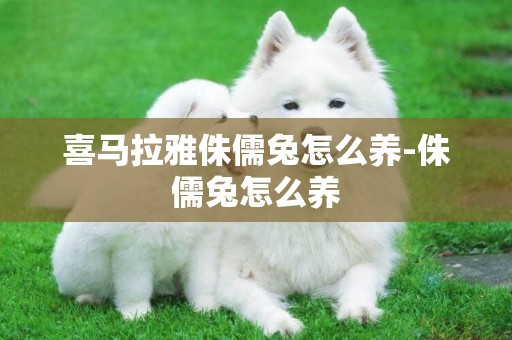 喜馬拉雅侏儒兔怎么養-侏儒兔怎么養