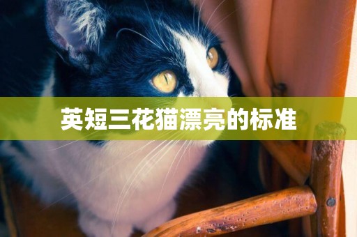 英短三花貓漂亮的標準