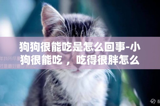 狗狗很能吃是怎么回事-小狗很能吃 ，吃得很胖怎么辦