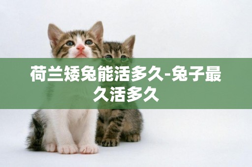 荷蘭矮兔能活多久-兔子最久活多久