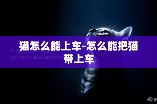 貓怎么能上車-怎么能把貓帶上車