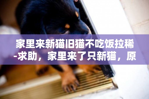 家里來新貓舊貓不吃飯拉稀-求助，家里來了只新貓，原來的貓就不吃貓糧了