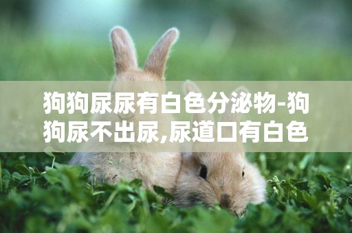 狗狗尿尿有白色分泌物-狗狗尿不出尿,尿道口有白色黏狀物