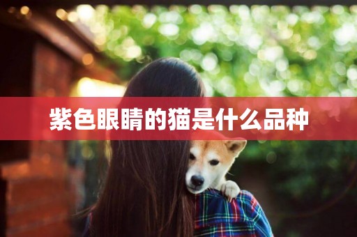 紫色眼睛的貓是什么品種