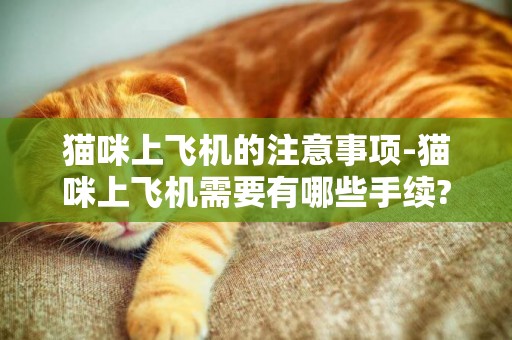 貓咪上飛機的注意事項-貓咪上飛機需要有哪些手續?
