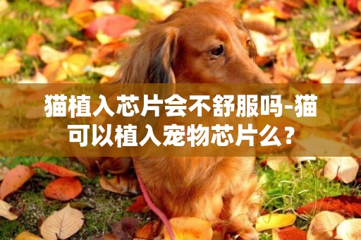 貓植入芯片會不舒服嗎-貓可以植入寵物芯片么？