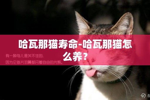 哈瓦那貓壽命-哈瓦那貓怎么養？