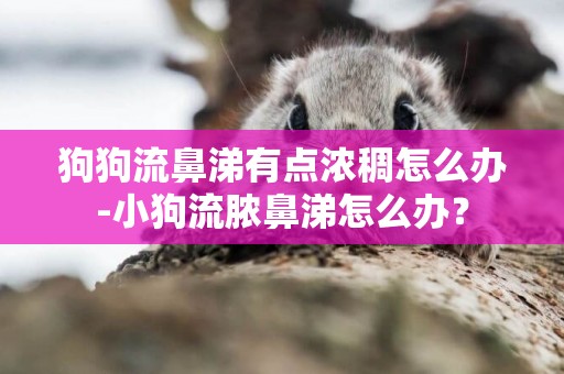 狗狗流鼻涕有點濃稠怎么辦-小狗流膿鼻涕怎么辦？