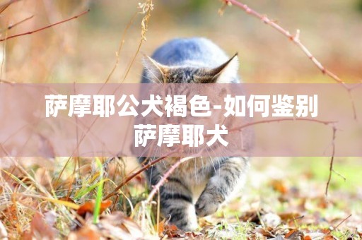 薩摩耶公犬褐色-如何鑒別薩摩耶犬