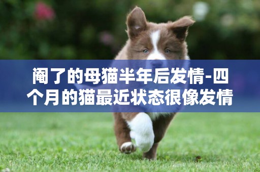 閹了的母貓半年后發情-四個月的貓最近狀態很像發情了該怎么辦？