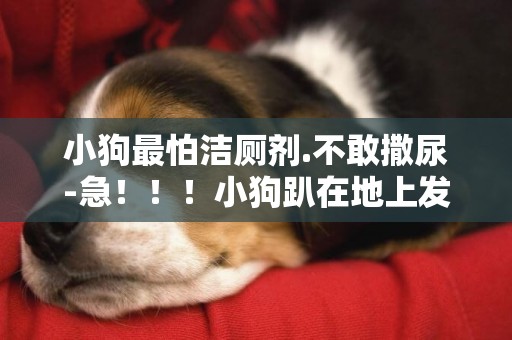 小狗最怕潔廁劑.不敢撒尿-急！！！小狗趴在地上發抖，是不是不敢撒尿啊？該怎么辦？