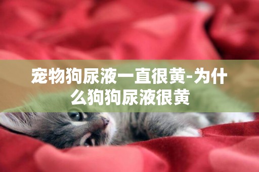 寵物狗尿液一直很黃-為什么狗狗尿液很黃