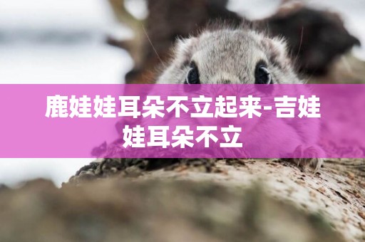 鹿娃娃耳朵不立起來-吉娃娃耳朵不立